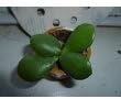 Jade Plant - Crassula Ovuta - Easy to Grow