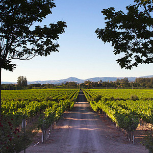 Vineyard