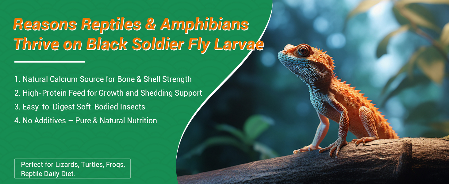 BSFL for reptiles and amphibians, natural protein and calcium for shedding
