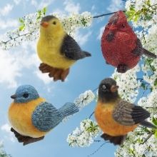 songbirds