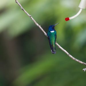 Hummingbird Feeder Tube