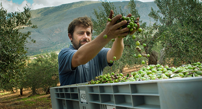 man picking olives