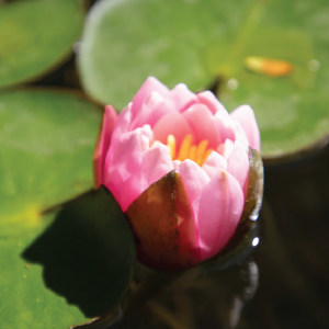 Water Garden, Pond, lotus lily plant protect