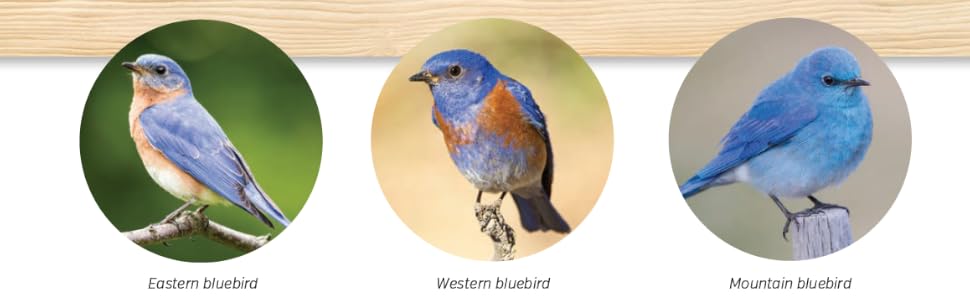 bluebirds