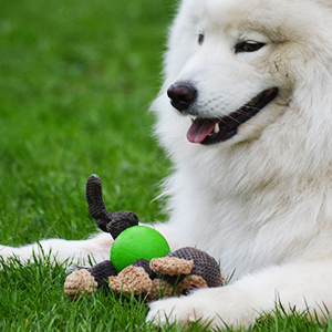 Dog Toy