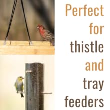 Thistle, tray feeders