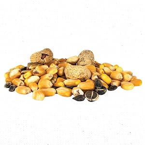 squirrel food