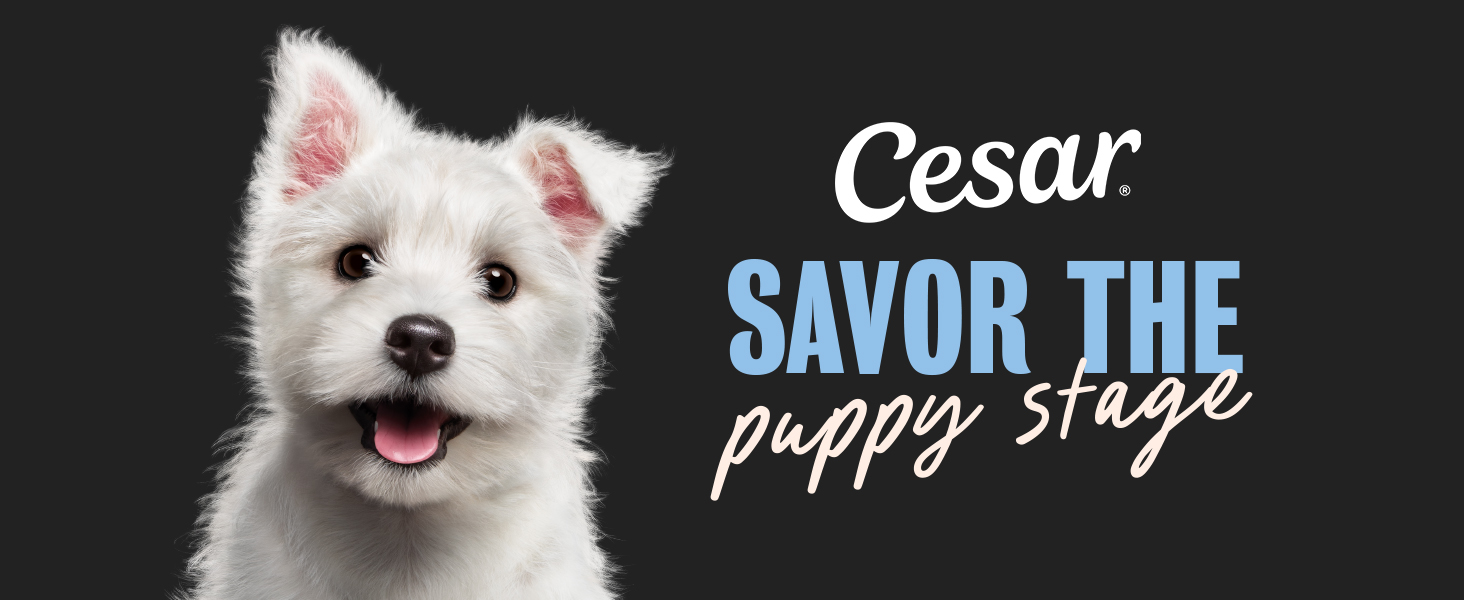 cesar puppy