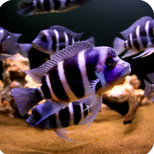 fritz, cichlid, african