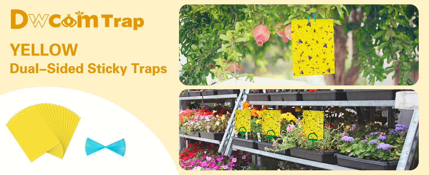fruit fly trap