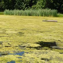 Scum, Algae