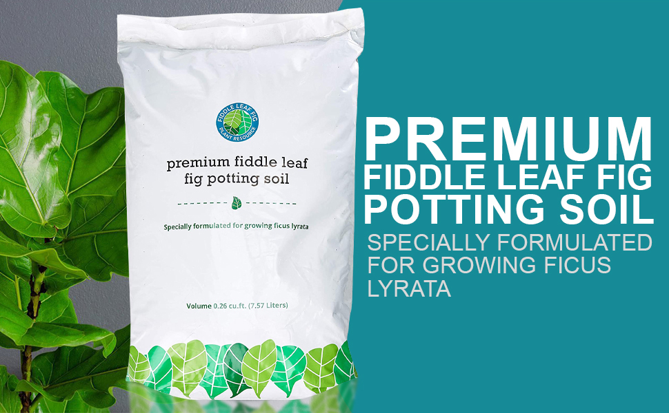 fiddle leaf fig potting soil