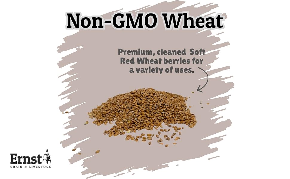 Close-up image of wheat berries