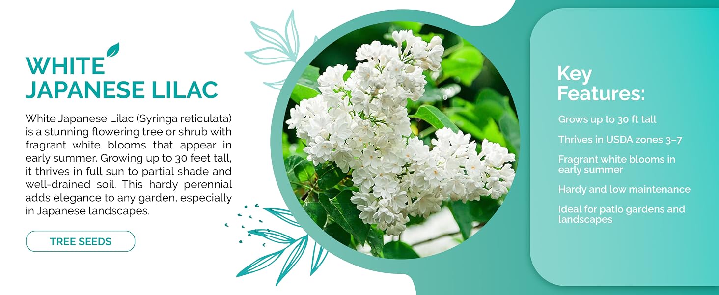 #86 60 White Japanese Lilac (Syringa Reticulata) seeds_2