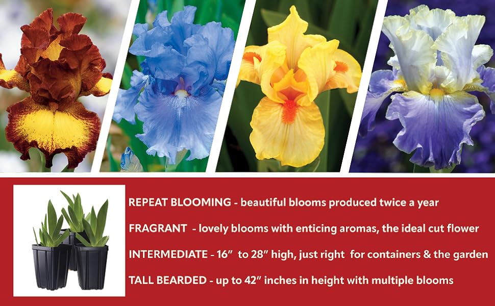 Stargazer Perennials How to grow iris