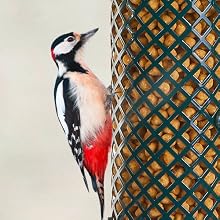 Woodpecker perching on a suet nugget feeder