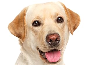 Melatonin for Dogs
