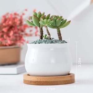 pot