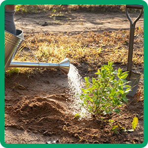 advanced starter kit foods sulfate shrubs plant strong feeders essential fertilized vermicompost
