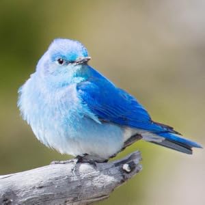 mountain bluebird