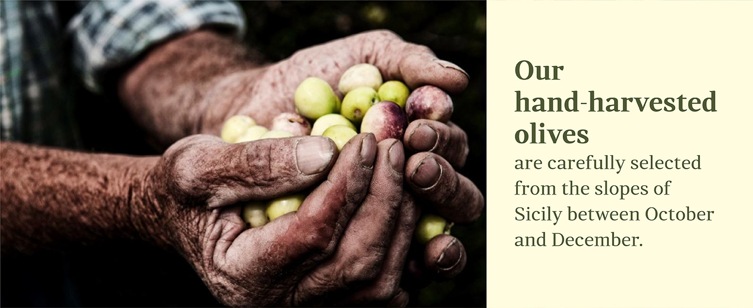 Our hand-harvested olives