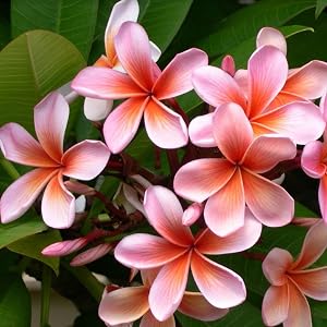 plumeria plant food
