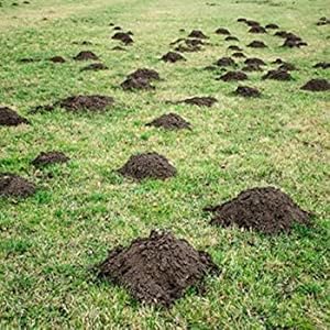 mole repellent, gopher repellent, gopher mound, molehill