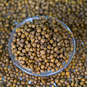 fish food pellets