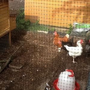 bird net