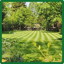 Soft &amp;amp; Fine Texture Midnight Kentucky Bluegrass Grass Seed