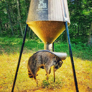 bb racoon