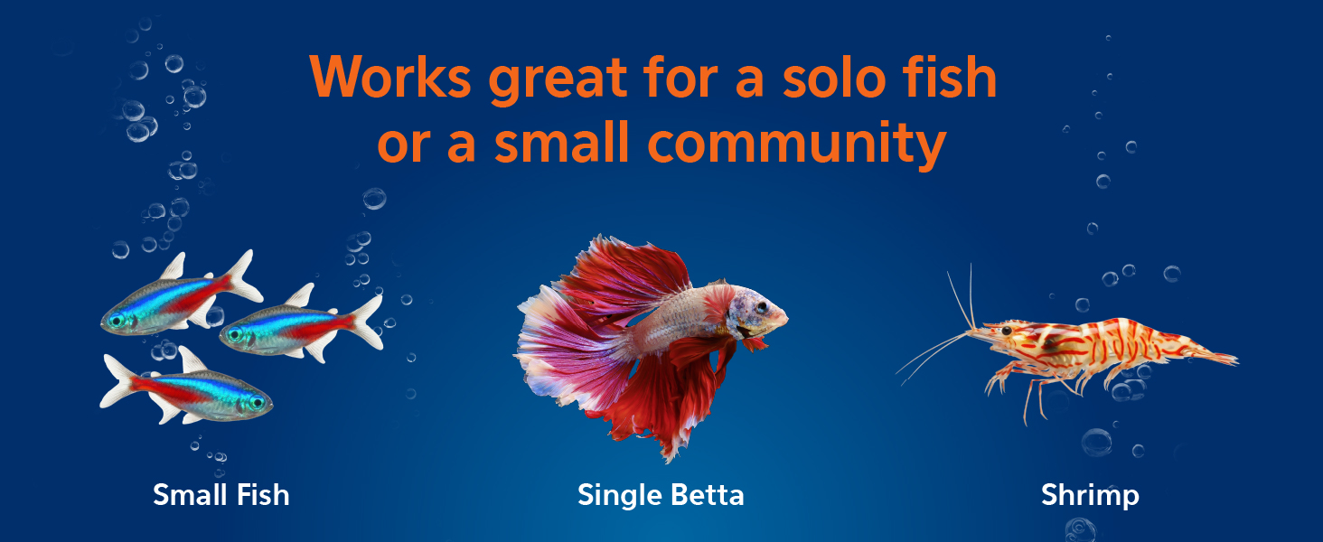 Aqueon MiniBow 5 gallon betta fish tank and shrimp nano aquarium lifestyle image
