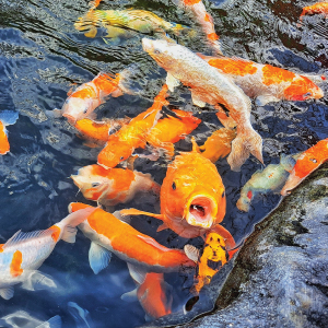 happy koi clean water clear