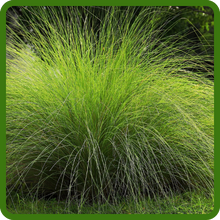 Love Grass Provides Wind &amp; Erosion Control