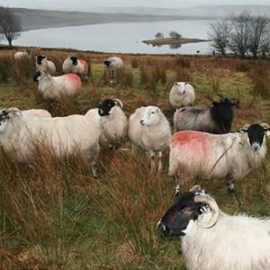this long-lasting blanket is perfect for cuddling up in! Merino wool comes from merino sheep