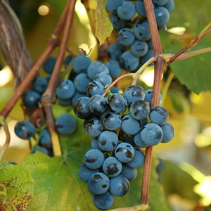 Concord Grape
