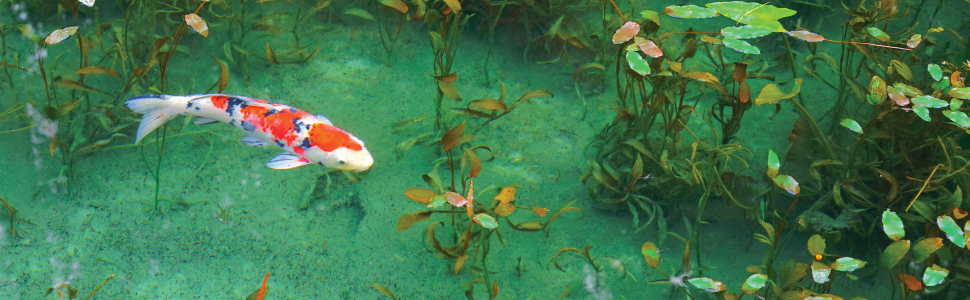 CrystalClear Barley extract clear water with bright koi fish