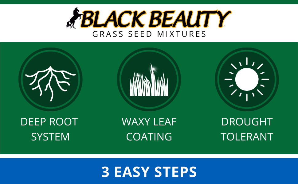 black beauty sun and shade grass seed cool season lawn yard
