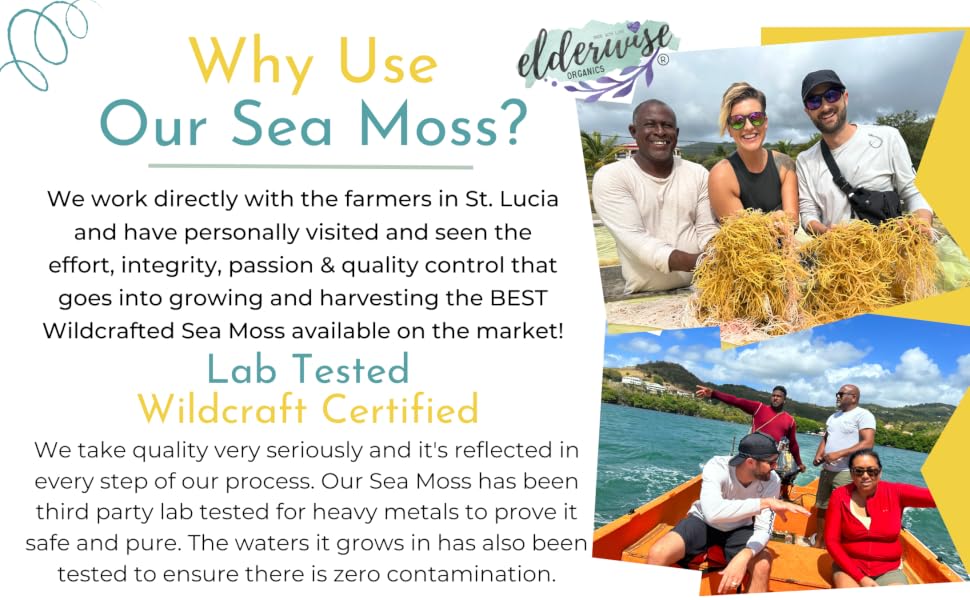wildcrafted sea moss