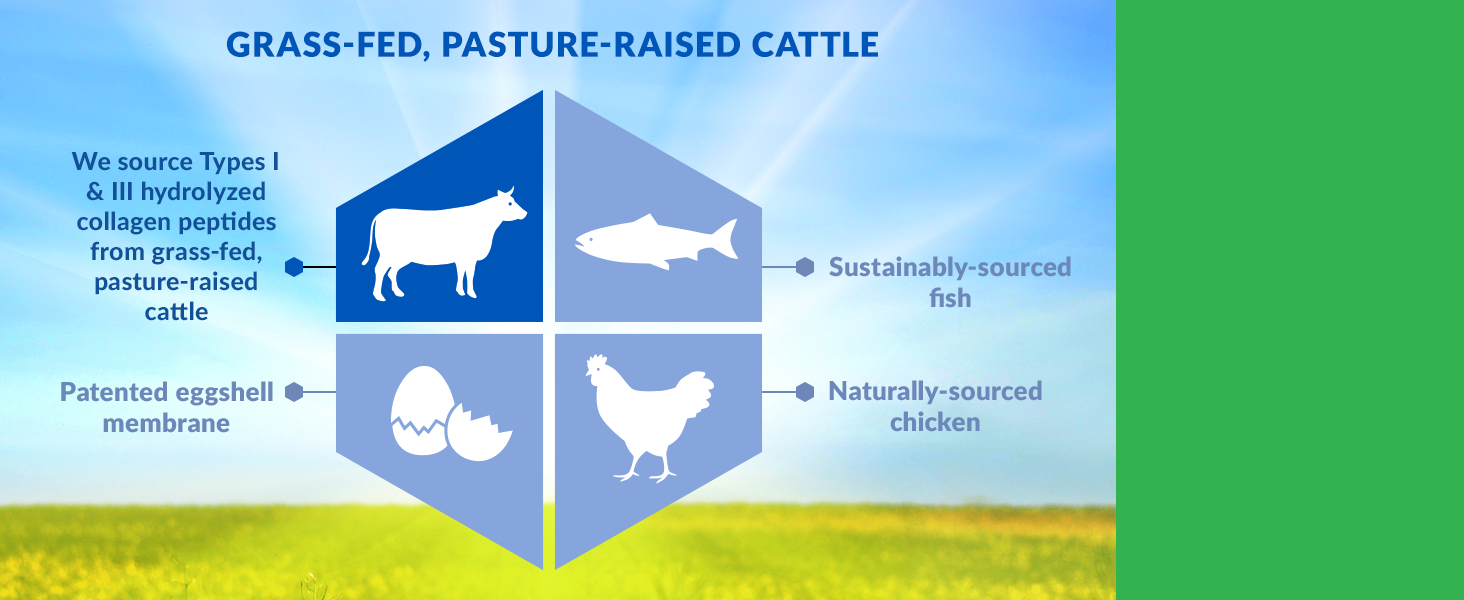 We source types 1 and 3 hydrolyzed collagen peptides from grass-fed, pasture raised cattle