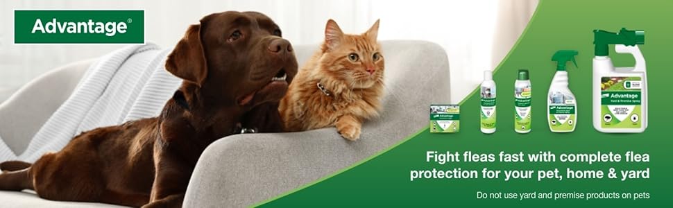 Chocolate lab and orange cat sitting together on a couch.