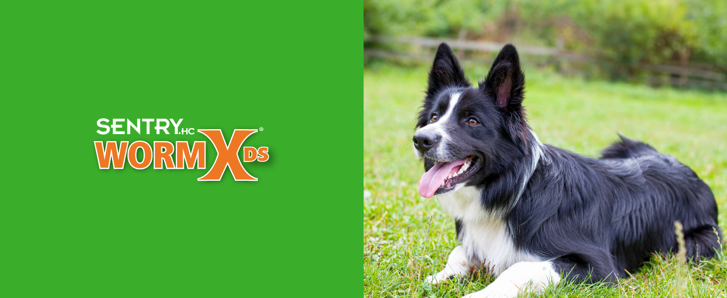 WormX DS for dogs