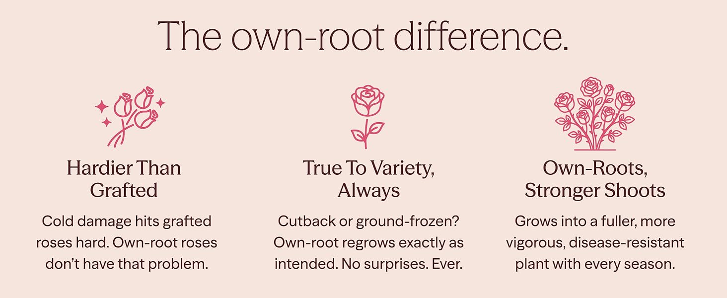 The own-root difference.