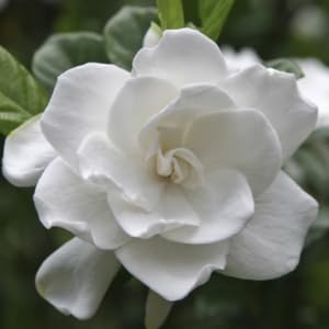 gardenia, shrub, bush, gardenia bush, gardenia shrub