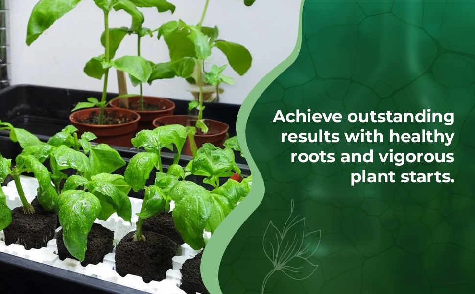 healthy &amp;amp; Vigorous plants
