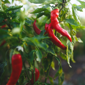 peppers