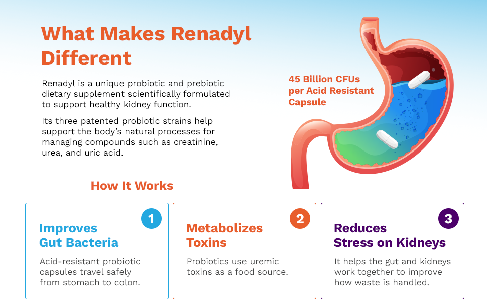 Renadyl supports healthy gut bacteria, healthy toxin levels and healthy kidneys.