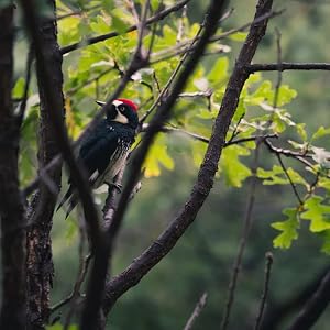Woodpecker sitting in trees.