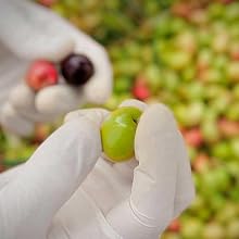 Olive Selection