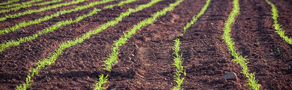 Wheatland, wheat berries, whole wheat, USA grown, ID, UT
